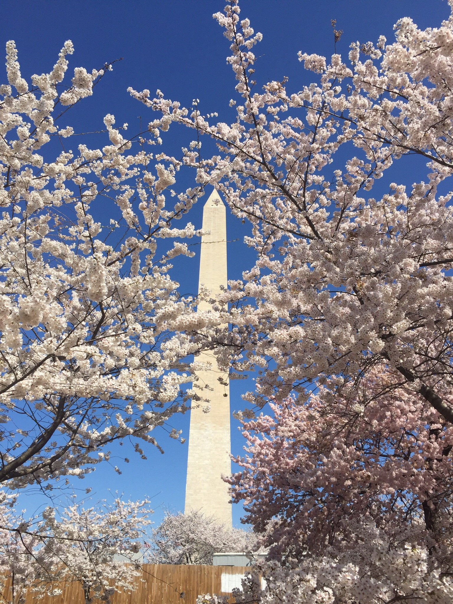 りりーアメリカンフラワー桜 アメリカンフラワー桜ミニ花7クリアピンク2白2バイカラー3蕾3
