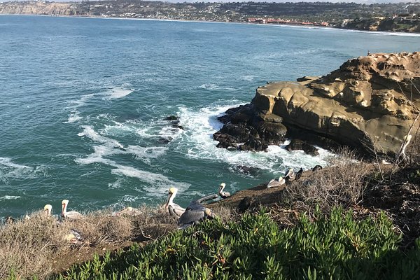 La Jolla Town Council coastal forum airs concerns about sea lions, bluffs  and Gliderport - La Jolla Light