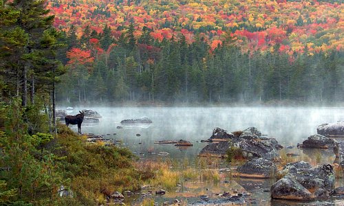 Morning Moose and foliage at Baxter State Park in northern Maine