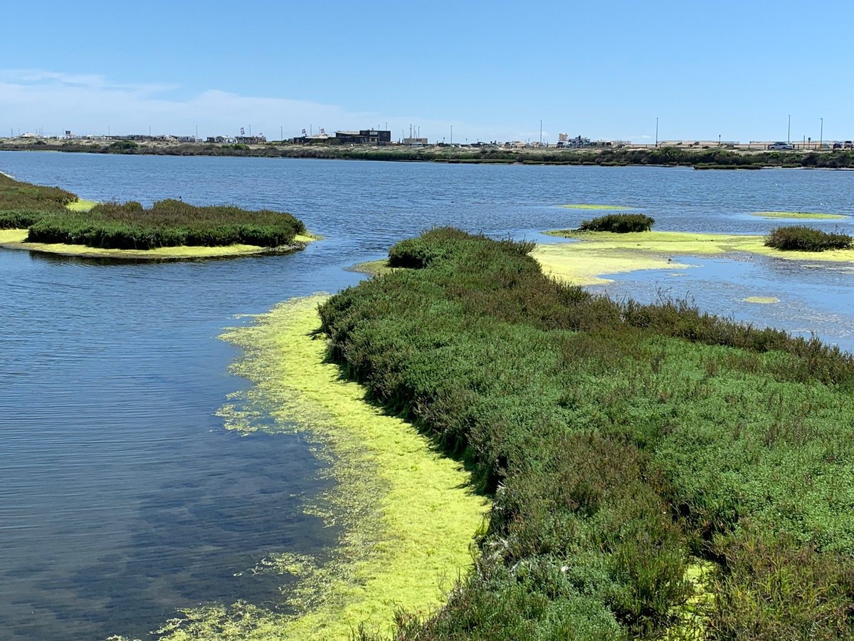 does bolsa chica allow dogs