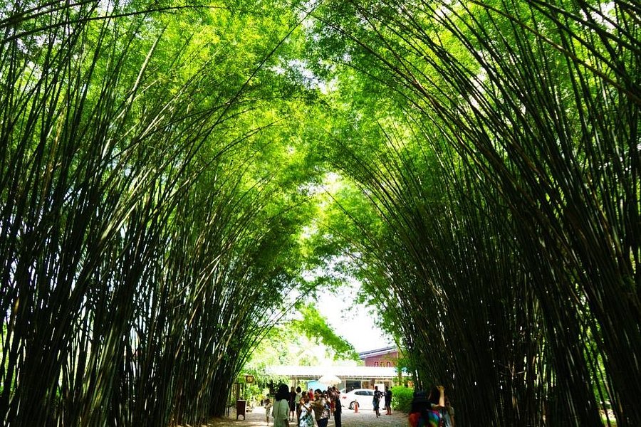 Bamboo Grove - Chulapornwararam Temple image