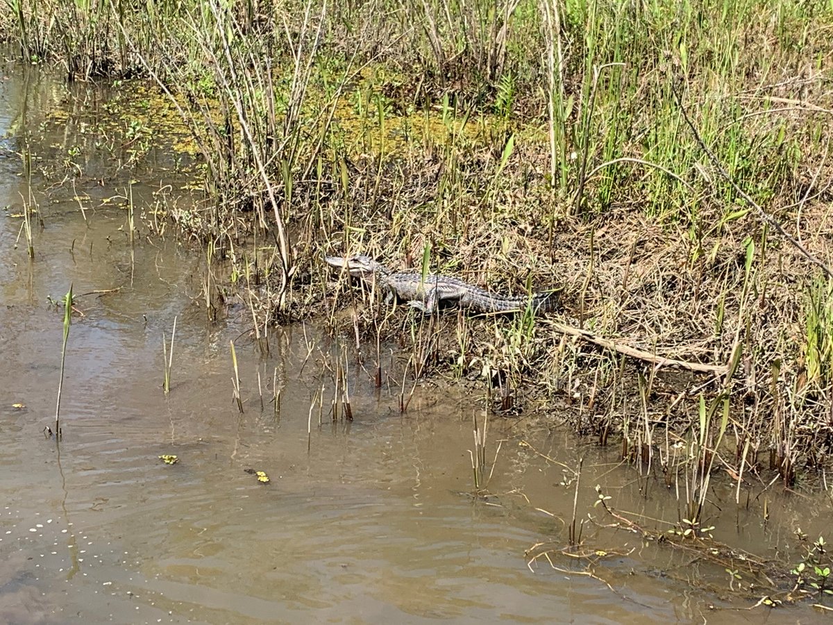 Dragon Lady Airboats - All You Need to Know BEFORE You Go (2024)