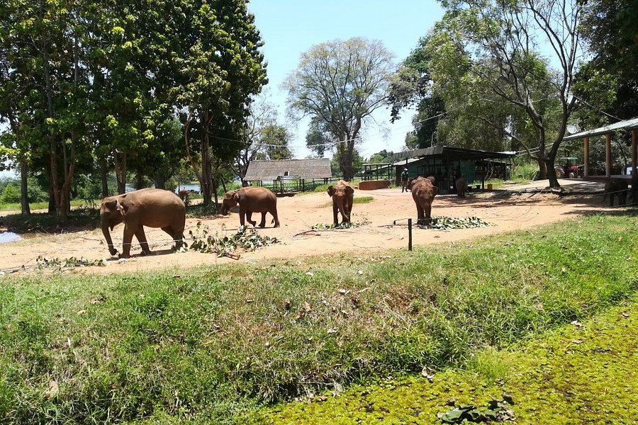 Udawalawa Elephant Orphanage image