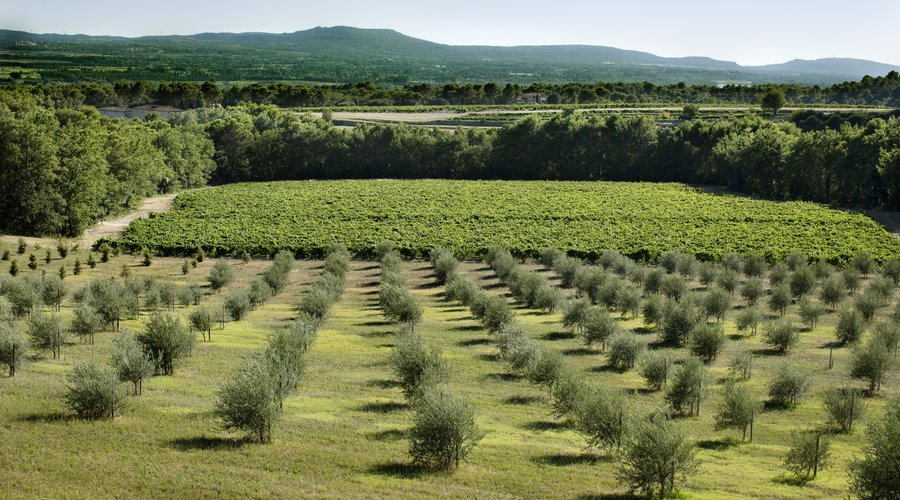 Les oliviers de Château la Verrerie
