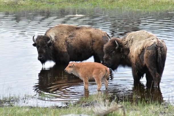 Yellowstone Western Tours (Yellowstone National Park) - All You Need To ...