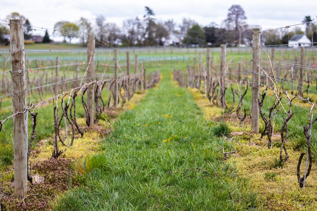 1723 vineyards