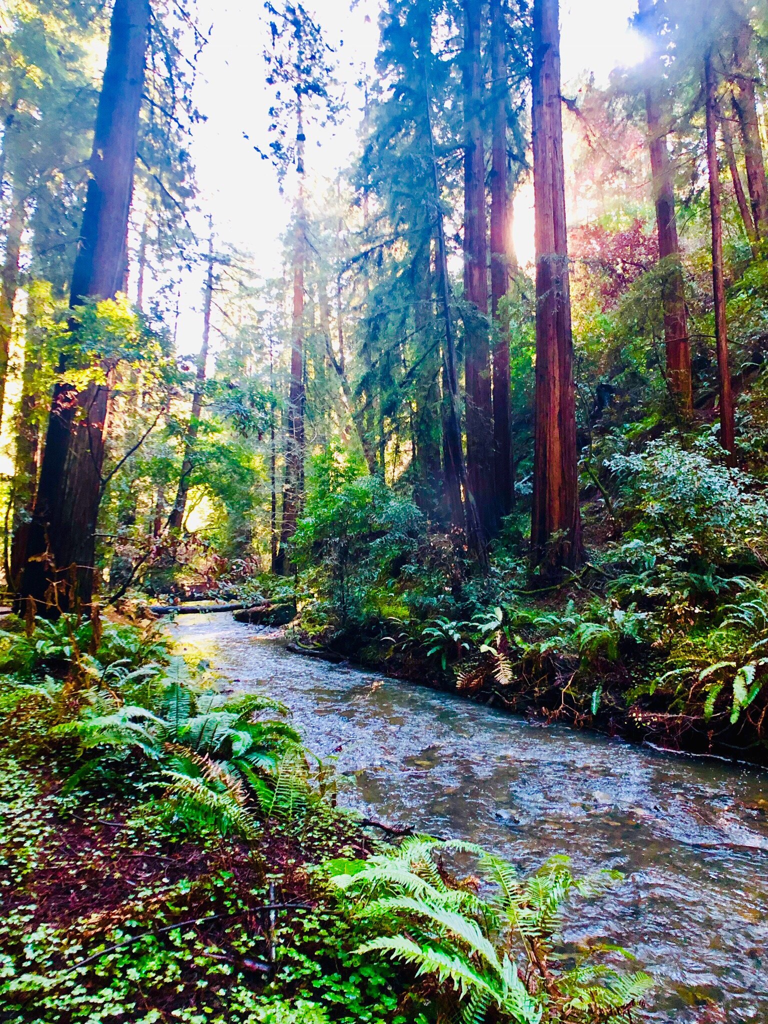 Amazon.co.jp: [ボレアス] Muirwoods 30 : ファッション