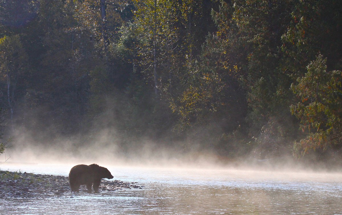 Great Bear Chalet – Tourism Bella Coola