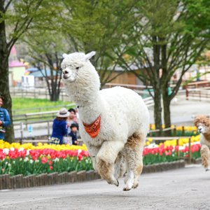 栃木县最佳景点玩乐 Tripadvisor