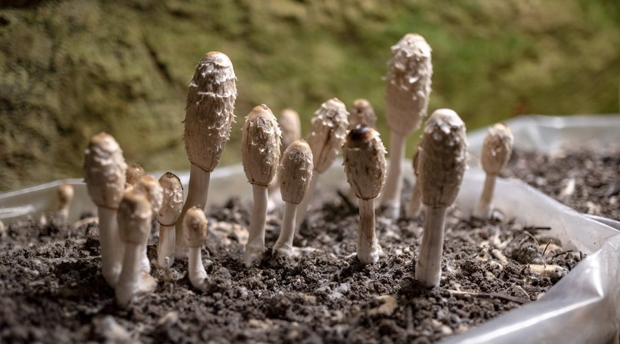musée du Champignon