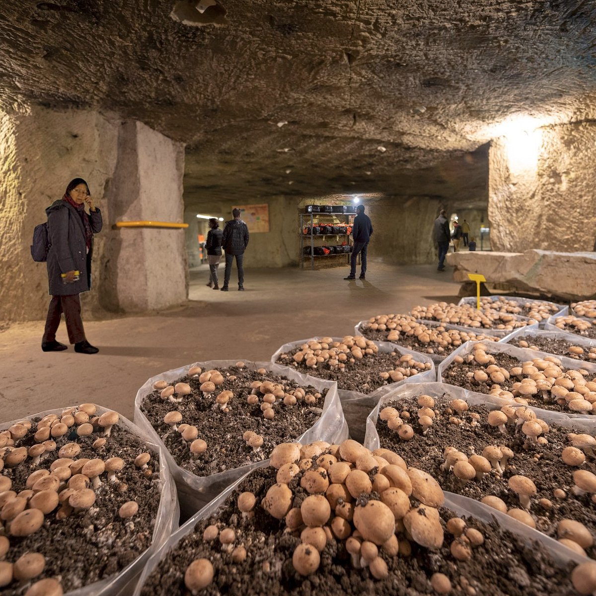 À la découverte des champignons dans les galeries et caves du Maine-et-Loire