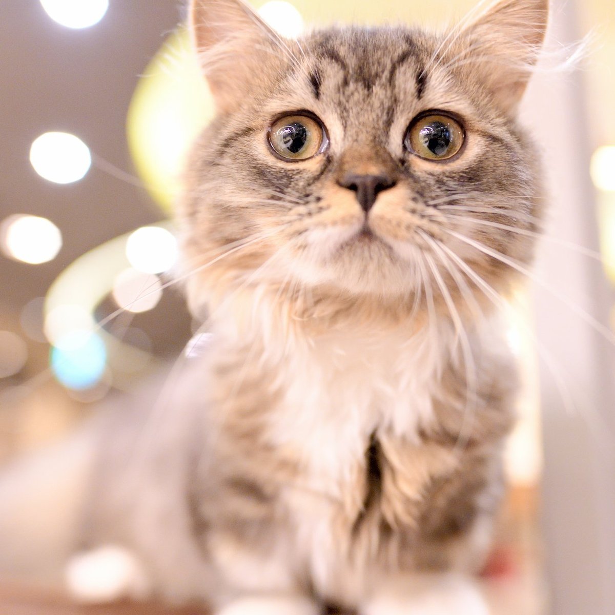 Cute angry cat haha - didn't move from top shelf - can't touch cats up  there – Foto de Cat Cafe Hapineko, Shibuya - Tripadvisor