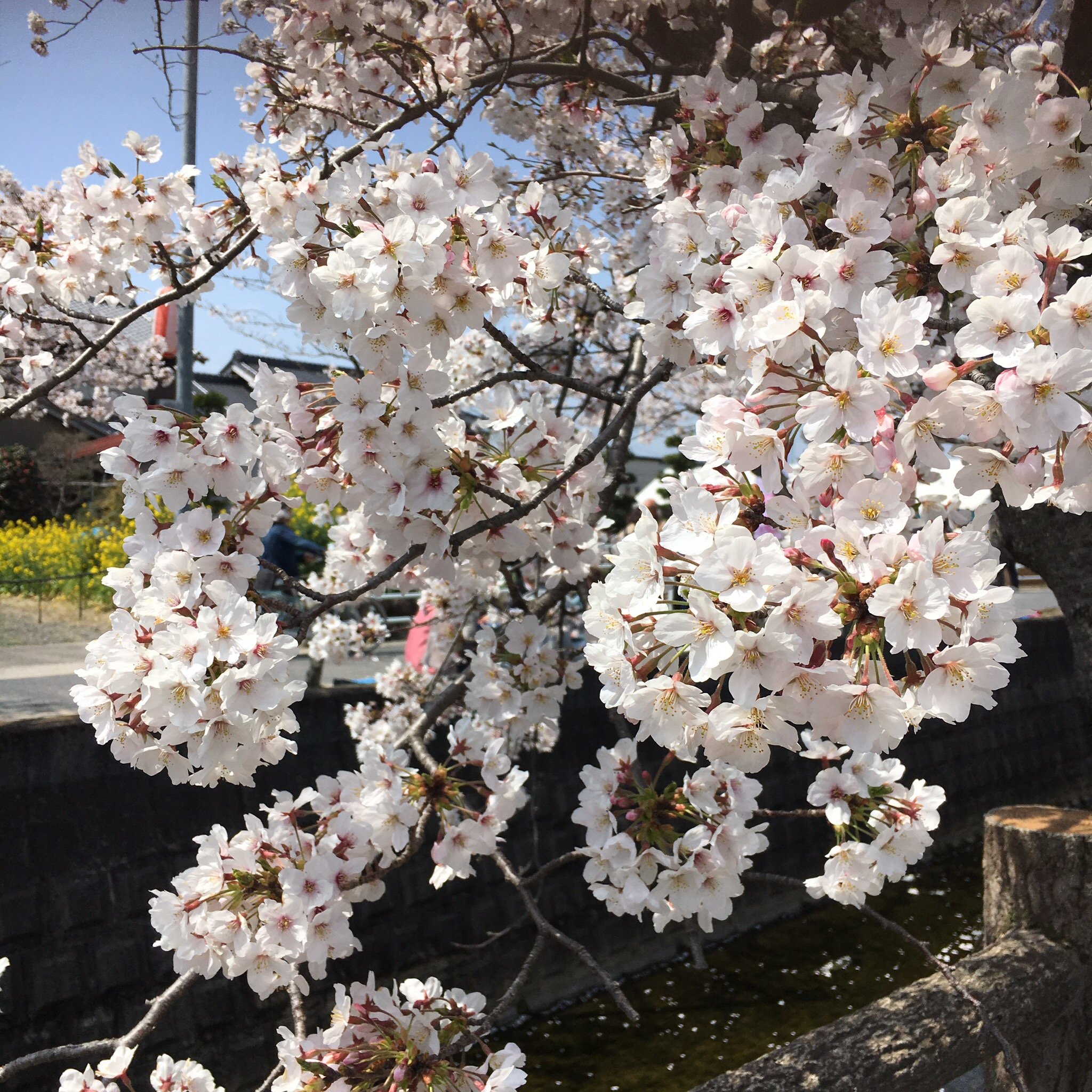 Jushigawa no Sakura Namiki (2025) - All You Need to Know