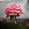 annekim9