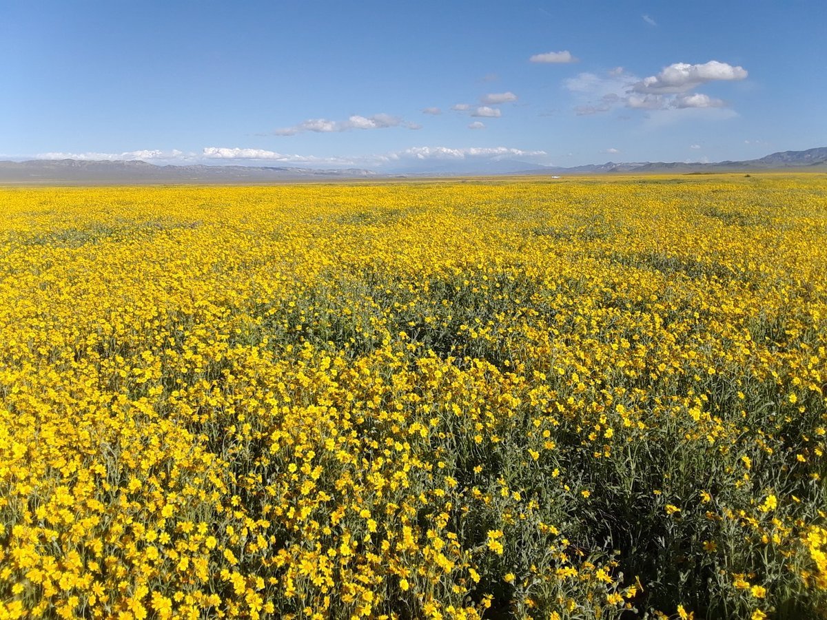 are dogs allowed in carrizo plain national monument