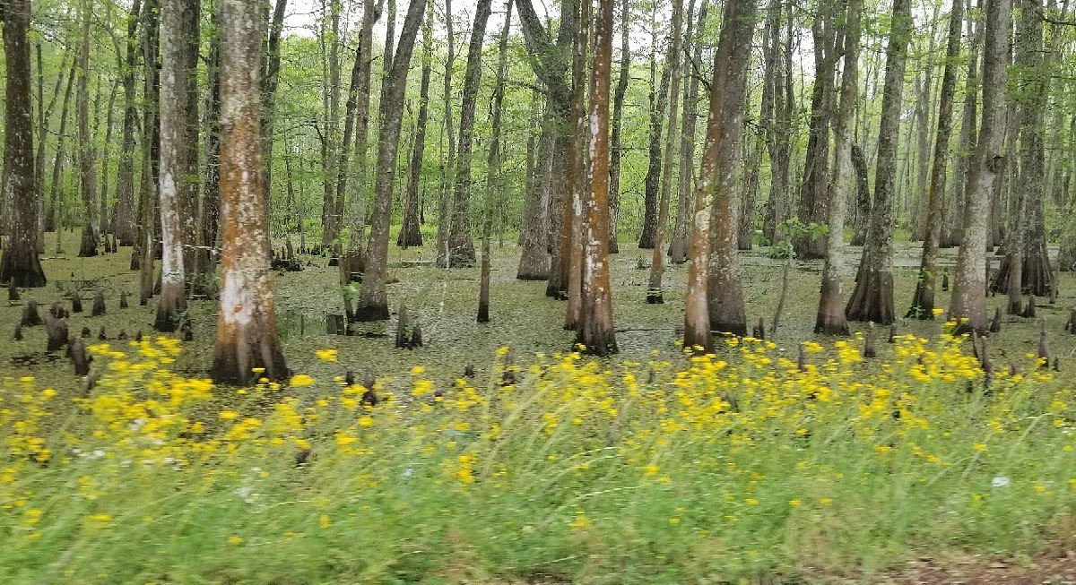 LACASSINE NATIONAL WILDLIFE REFUGE (Louisiane): Ce qu'il faut savoir