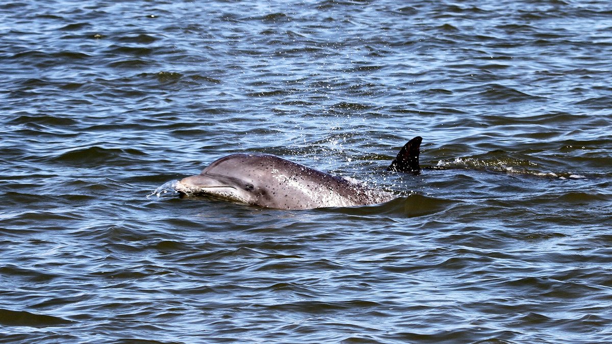 Captain Derek's Dolphin Adventure - All You Need to Know BEFORE You Go ...