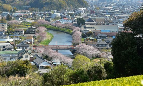 川の両側に桜並木が続きます