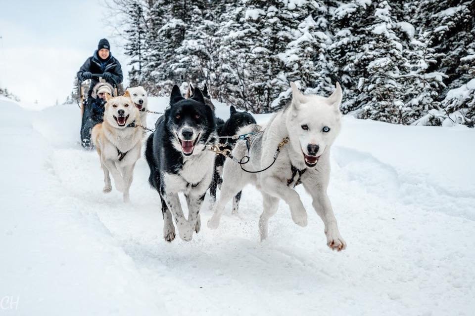 why do sled dogs wear booties