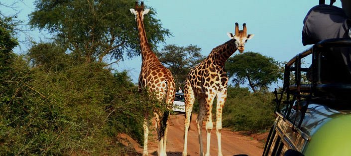 Bright Safaris Uganda image