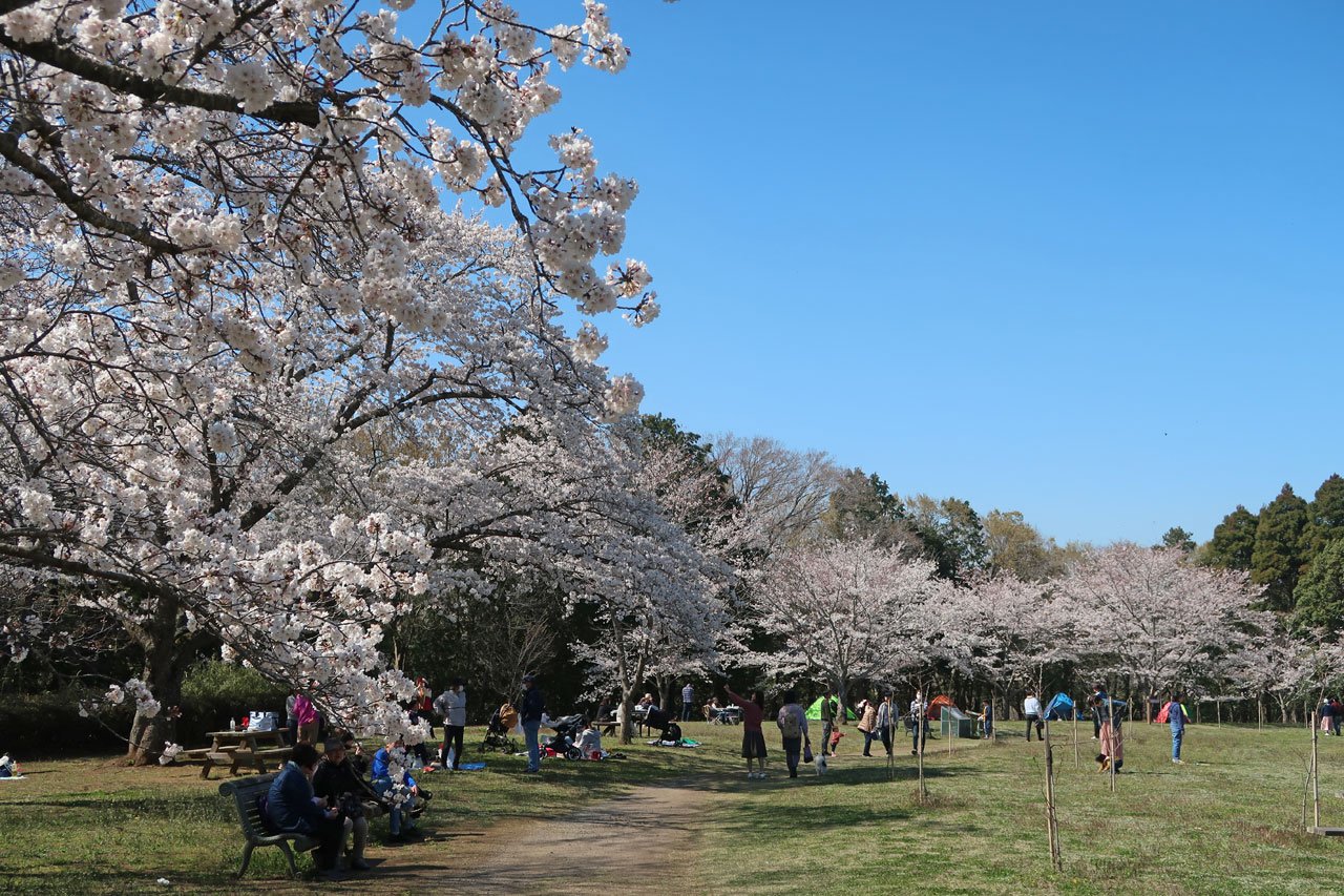 日本の風景―自然公園50周年記念・国立公園写真集 (1981年) |本