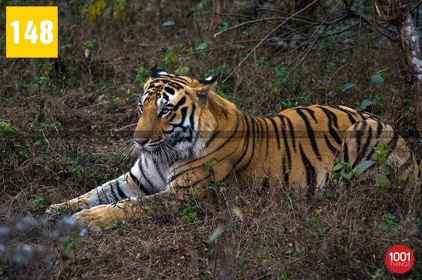 Safari in India: Meet the Royal Bengal Tiger