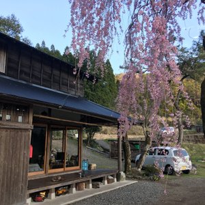 桜と宿