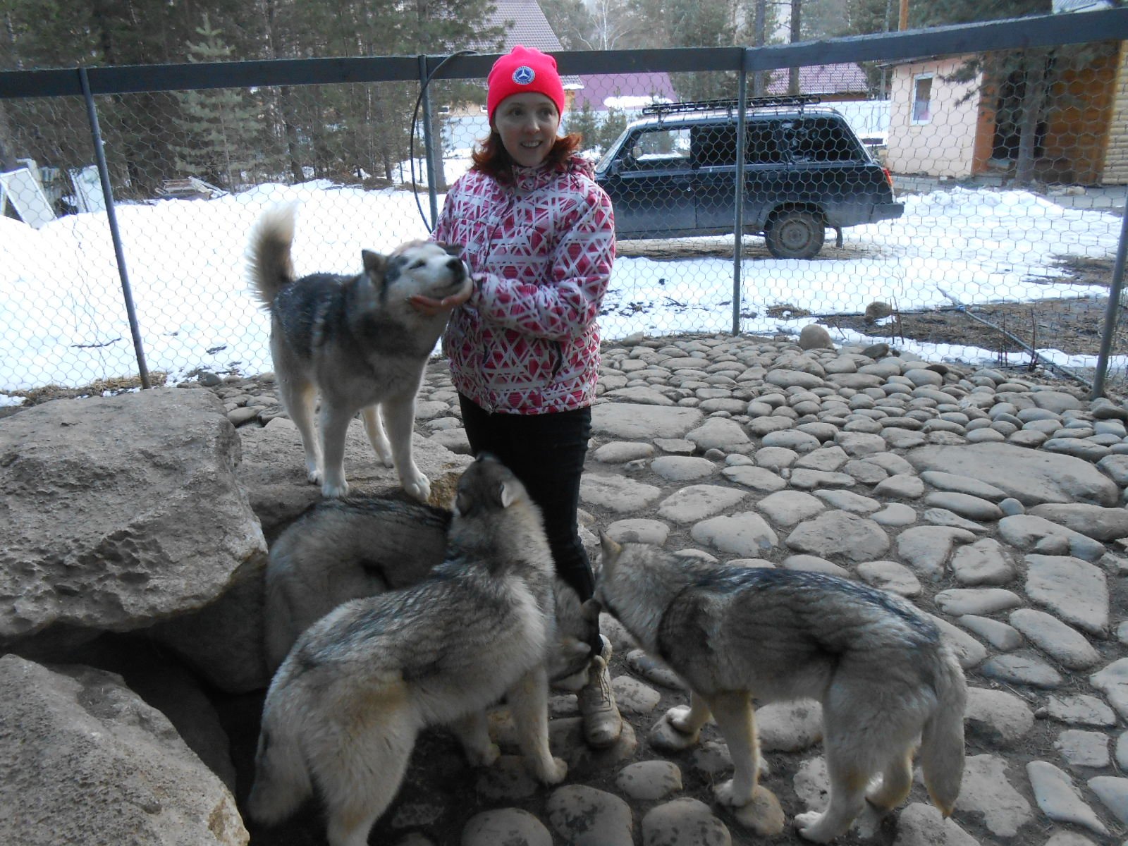 2025年 Alaskan Malamute - 出発前に知っておくべきことすべて