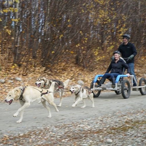 AK Sled Dog Tours - All You Need to Know BEFORE You Go (with Photos)