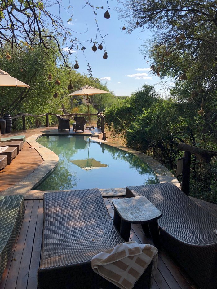 Motswiri Private Safari Lodge Pool: Pictures & Reviews - Tripadvisor