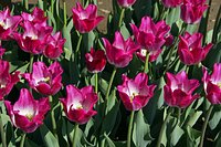 Tulipani Italiani Arese - All You Need to Know BEFORE You Go (with Photos)