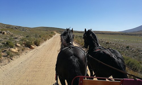 Op-Die-Berg Horse & Carriage Rides, outside the village of Op-die-Berg, Koue Bokkeveld.  40 km's north of Ceres, Western Cape, South Africa.  Website: www.horseman.org.za