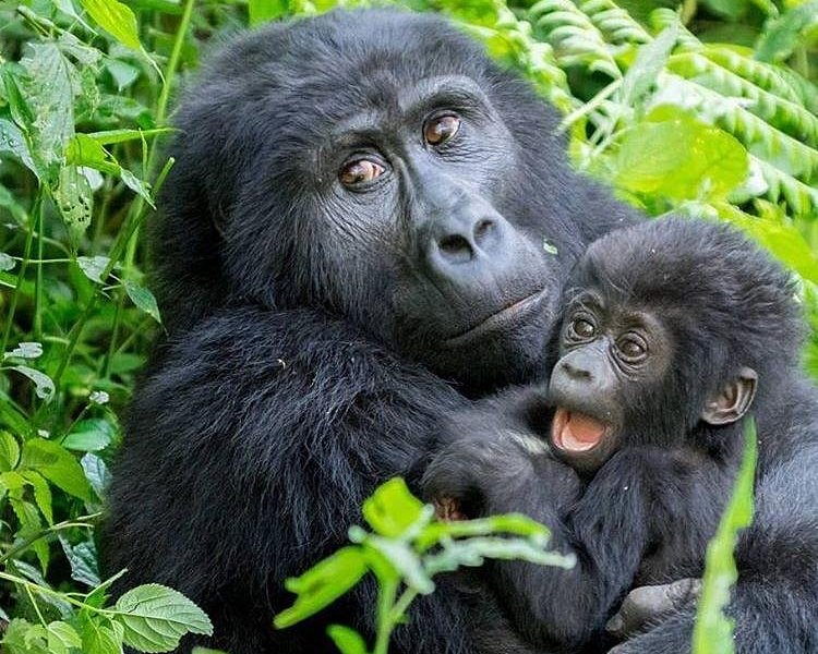 Gorilla Explorers image