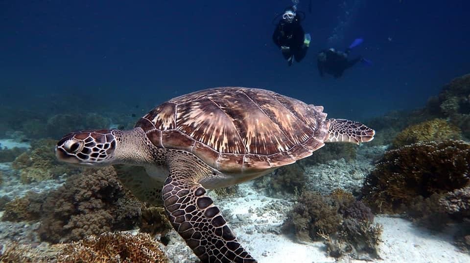 Aquarius Diving Club (Sharm El Sheikh) - All You Need to Know BEFORE You Go