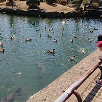 三ツ寺公園 カモとコイがたくさん