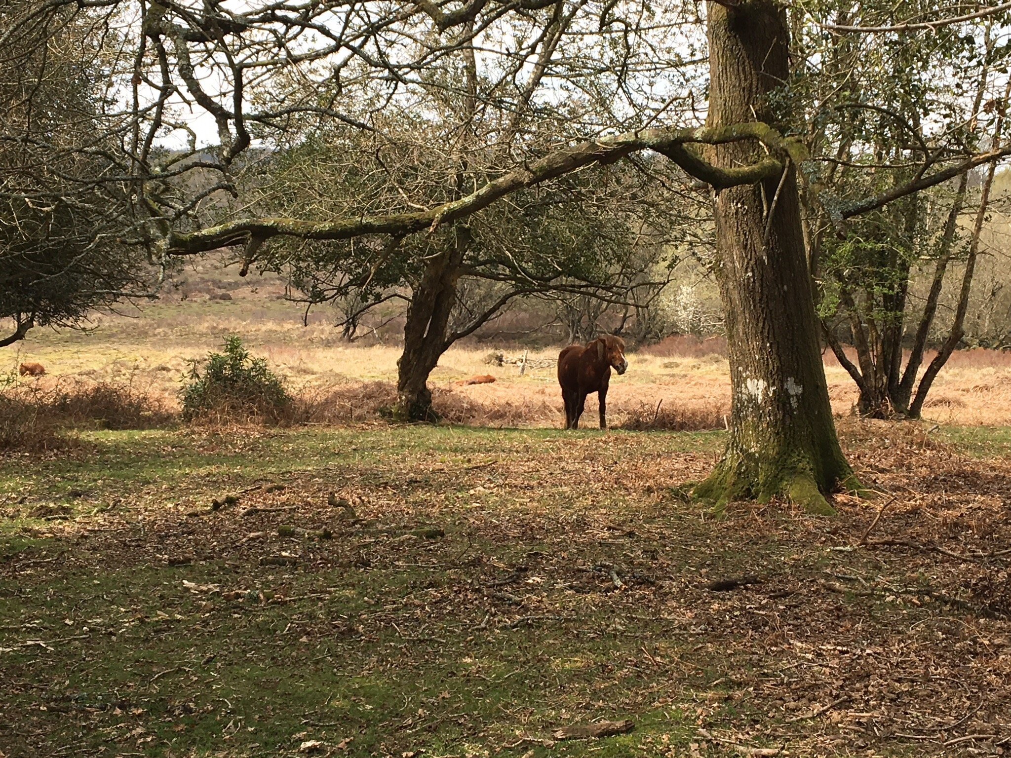 trax bike hire new forest