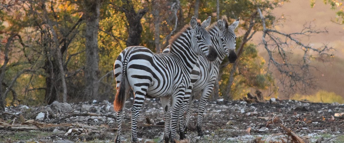 Zebras at the Buena Vista Wildlife Safari