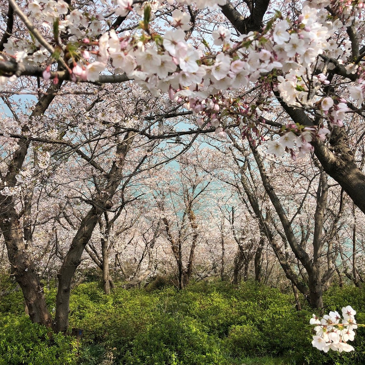 22年 赤穂御崎公園 行く前に 見どころをチェック トリップアドバイザー