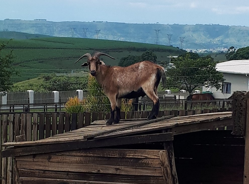 WINSOME VIEW ANIMAL FARM & BISTRO (Hillcrest) - All You Need to Know BEFORE You Go WINSOME VIEW ANIMAL FARM & BISTRO (Hillcrest) - All You Need to Know BEFORE You Go