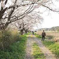 白井市今井の桜。 2km続く用水沿いの桜並木。 里の春をしみじみと味わえます。