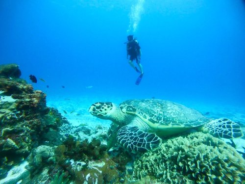 Introducir 36+ imagen parques naturales de cozumel