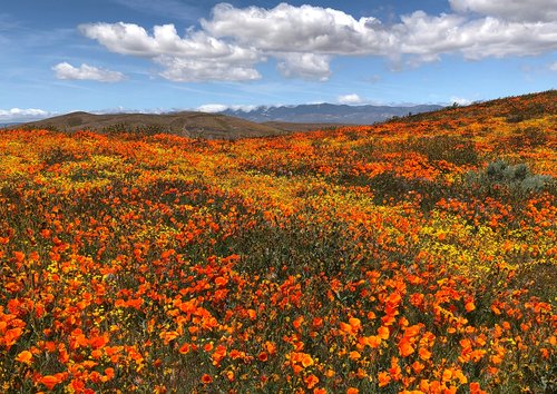 Vintage Antelope Valley California CA Postcard Poppy Reserve in April Lancaster 