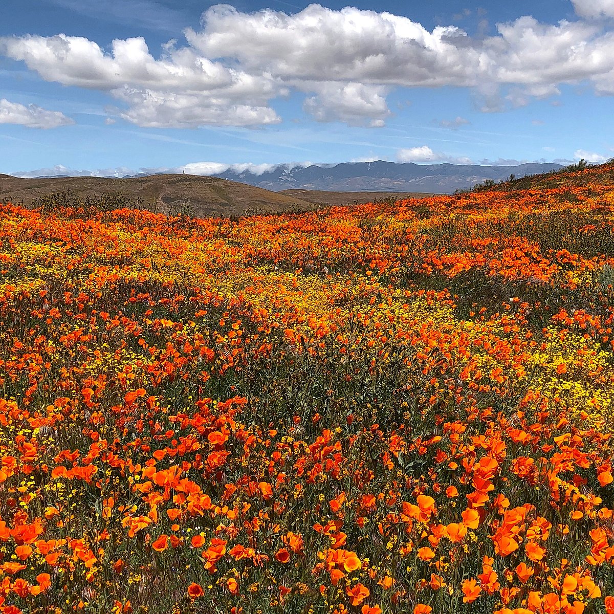 Antelope Valley California Poppy Reserve (Lancaster) 2023 Alles wat u