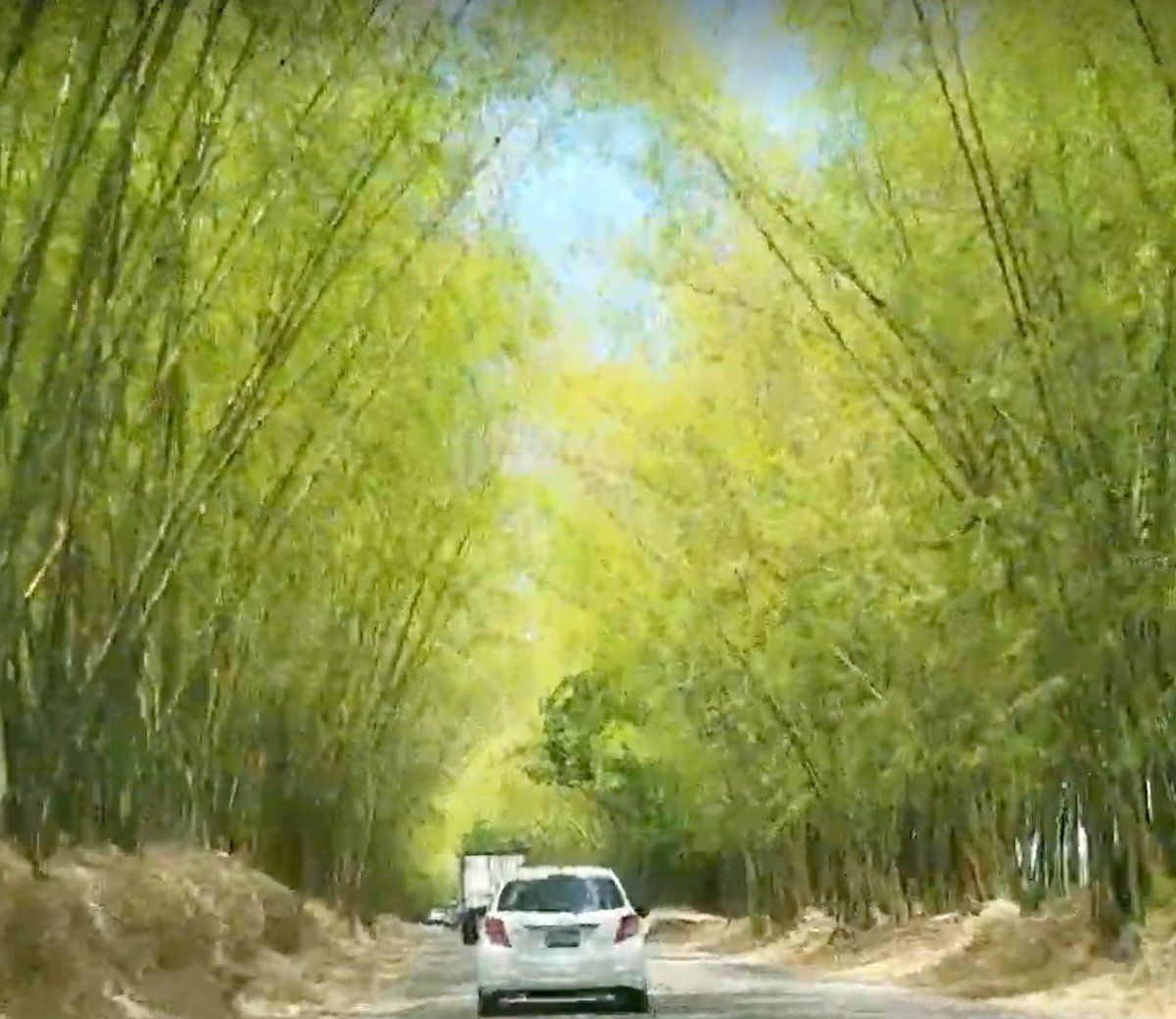 holland-bamboo-jamaica-2022-what-to-know-before-you-go