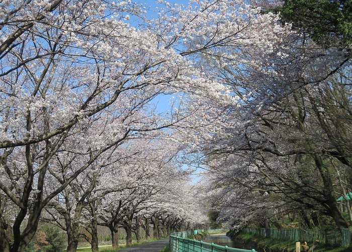 埼玉県　見沼用水にかかる桜の道