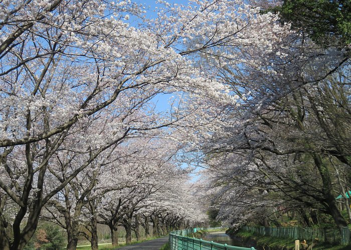 21年日本埼玉县的旅游景点 旅游指南 行程 Tripadvisor 21年日本埼玉县的旅游景点 旅游指南 行程 Tripadvisor
