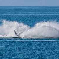 Channel Islands National Marine Sanctuary (Channel Islands National ...