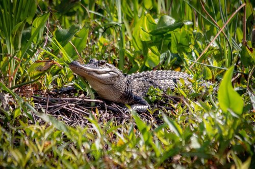 THE LODGE AT WAKULLA SPRINGS - Updated 2024 Prices & Hotel Reviews (FL)