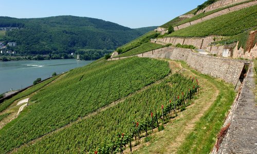 Rüdesheimer Berg