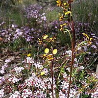 Wax Garden Conservation Reserve